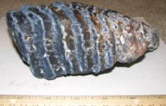 Mammoth Tooth from Venice Florida